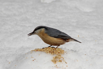 nature food bird snow wildlife