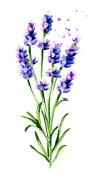 Lavender bouquet. Watercolor hand drawn vertical illustration, isolated on white background