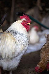Chickens on the farm. Toned, style, color photo.