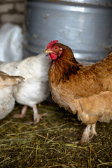 Chickens on the farm. Toned, style, color photo.