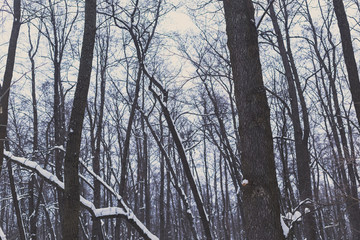Fototapeta premium Trees in the winter forest