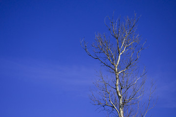 birch branches against the blue sky
