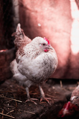 Chickens on the farm. Toned, style, color photo.