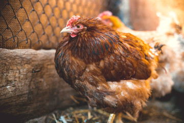 Chickens on the farm. Toned, style, color photo.