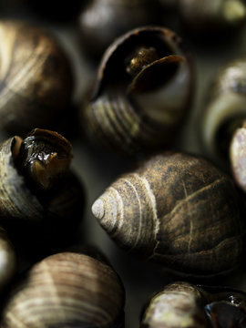 Snails in shells