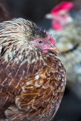 Chickens on the farm. Toned, style, color photo.