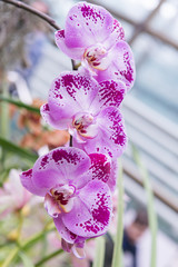 Surprising in their beauty, flowering multicolored orchids grow in the orchidarium.