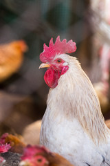Chickens on the farm. Toned, style, color photo.