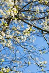 Cherry blossom