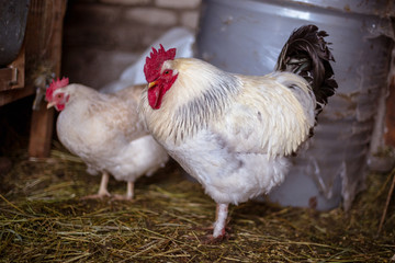 Chickens on the farm. Toned, style, color photo.