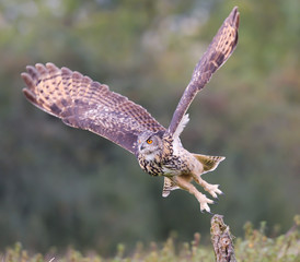 Eagle Owl