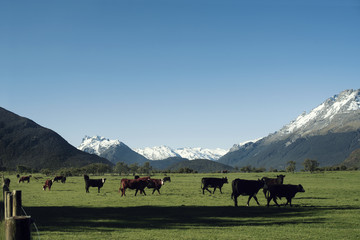 Paisaje minimalista de prado verde con vacas pasando frente a montañas nevadas y cielo azul despejado