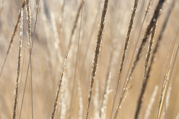 Obraz premium close-up image of reeds fluttering in the wind
