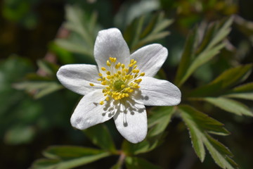 Fototapeta premium Flowers