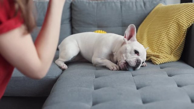 Close up hand woman taking picture of her french bulldog on sofa at home girl technology animal beautiful pet happy playing love beauty portrait puppy adult tongue white caucasian cute young camera