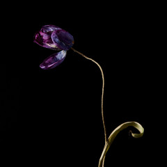 dried purple tulip against a black background