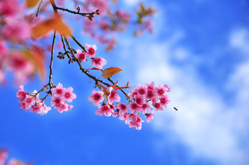 Pink flowers are blossoming.