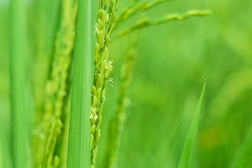 Rice is beginning to grow light green on the field.