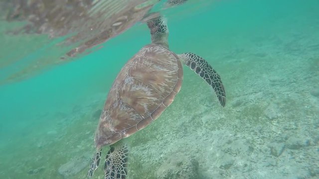 Young Green Sea Turtle (Chelonia mydas) emerges to surface of water to breathe, indonesia gili trawangan island pasific ocean, snorkelling water sports, indescribable nature, inexpressible emotions