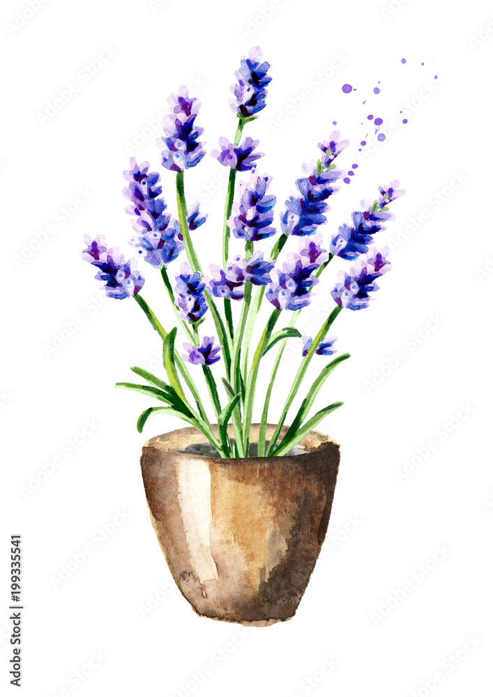 Wall mural Lavender flower in the pot