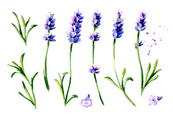 Naklejka premium Lavender flower set. Watercolor hand drawn vertical illustration, isolated on white background