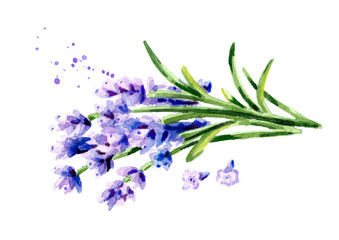 Lavender flowers. Watercolor hand drawn illustration, isolated on white background