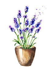 Lavender flower in the pot