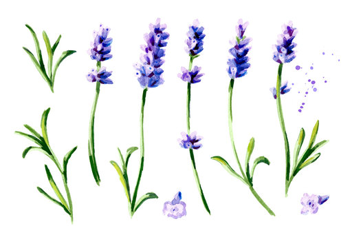 Lavender flower set. Watercolor hand drawn vertical illustration, isolated on white background