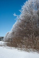  trees along the Gulf of Finland in winter