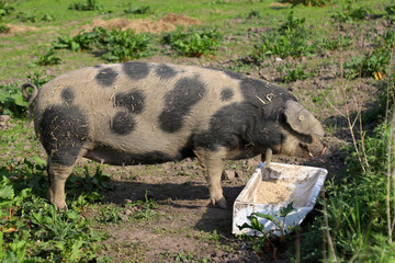 Black-spotted pig (Sus scrofa f. domestica) in field. Domestic swine.