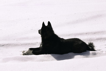 dog resting in the snow