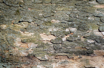 cracked tree bark