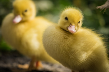 group of cute yellow fluffy ducklings in springtime, animal  family concept