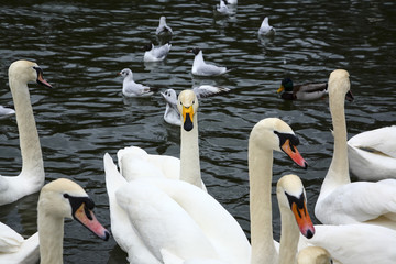 Whooper swan cygnus cygnus amongst a group of mute swans cygnus olor on waterloo lake at roundhay...
