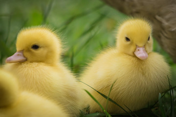group of cute yellow fluffy ducklings in springtime, animal  family concept