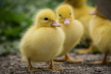 group of cute yellow fluffy ducklings in springtime, animal  family concept