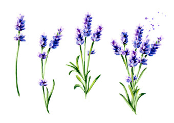 Lavendel-Sommerblumenstrauß-Kollektion. Gezeichnete vertikale Illustration des Aquarells Hand, lokalisiert auf weißem Hintergrund