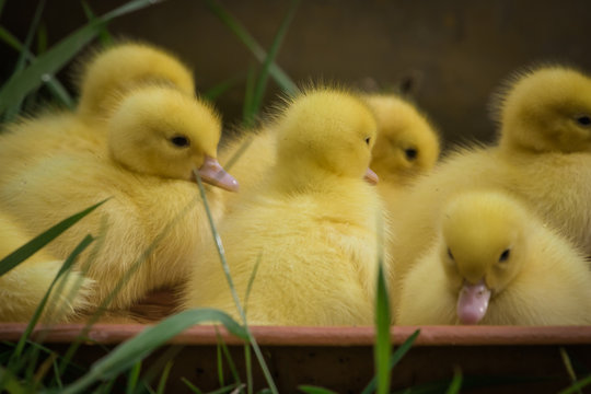 group of cute yellow fluffy ducklings in springtime, animal  family concept