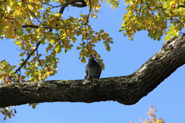 The pigeon