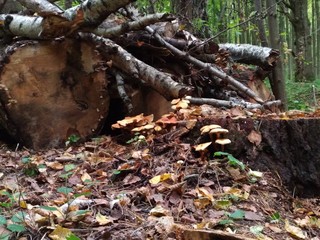 mushrooms on the tree ,  false muffin