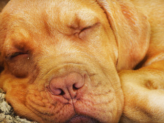 Cane addormantato © Stella