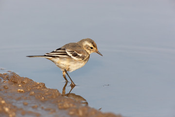 Citrine Wagtail (Motacilla werae)