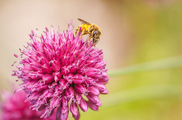 Biene Blume Pink