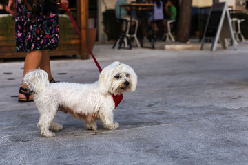 woman with dog walking on the street