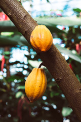 Cocao tree with ripe fruit