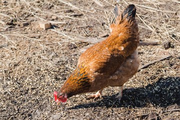 Brown chicken collects grain on the ground