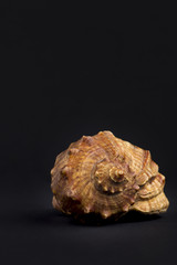 seashell isolated on black background