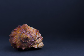 seashell isolated on black background
