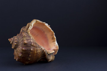 seashell isolated on black background