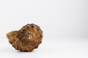 Sea shell on white background